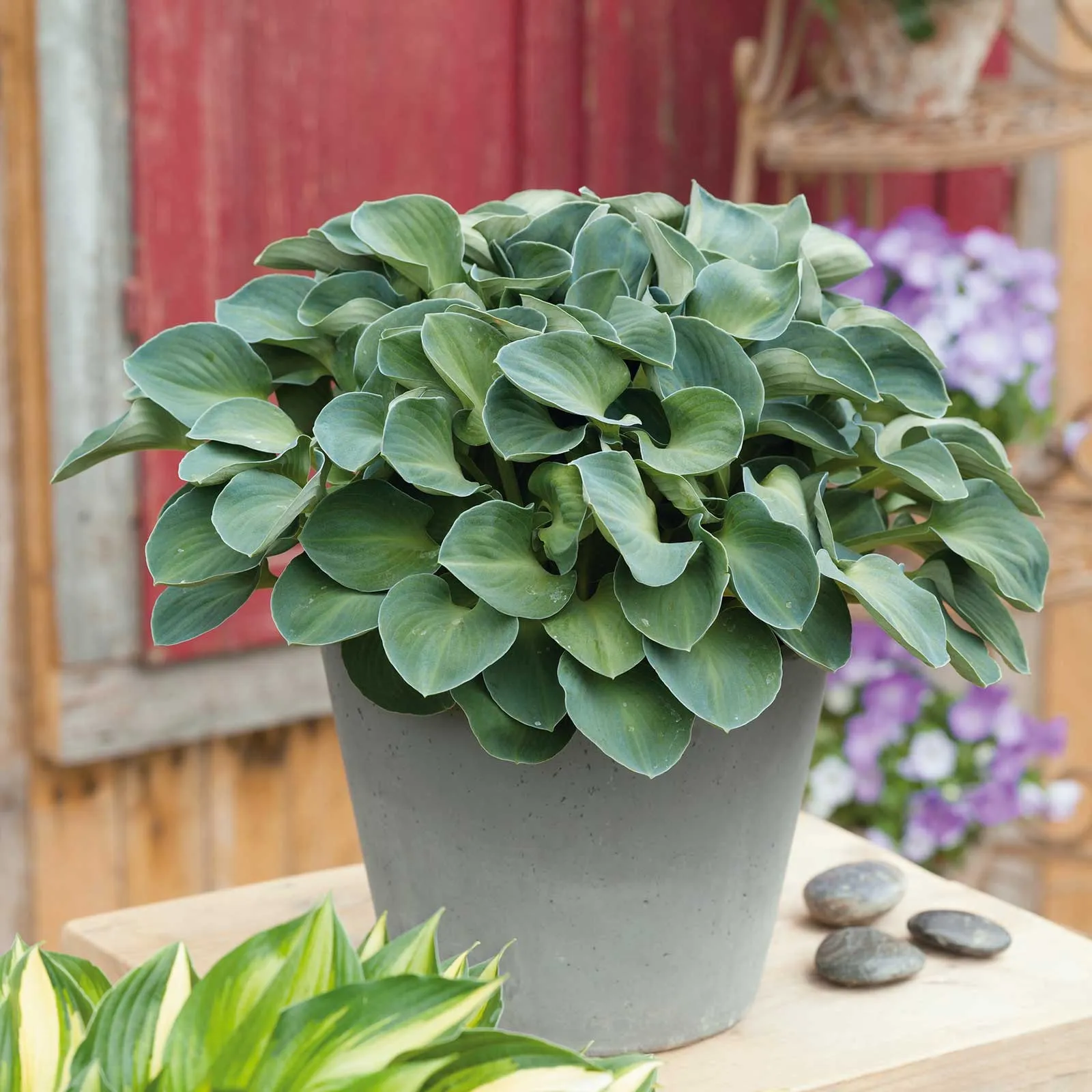 Hosta Roots - Blue Mouse Ears