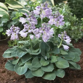 Hosta Roots - Blue Mouse Ears