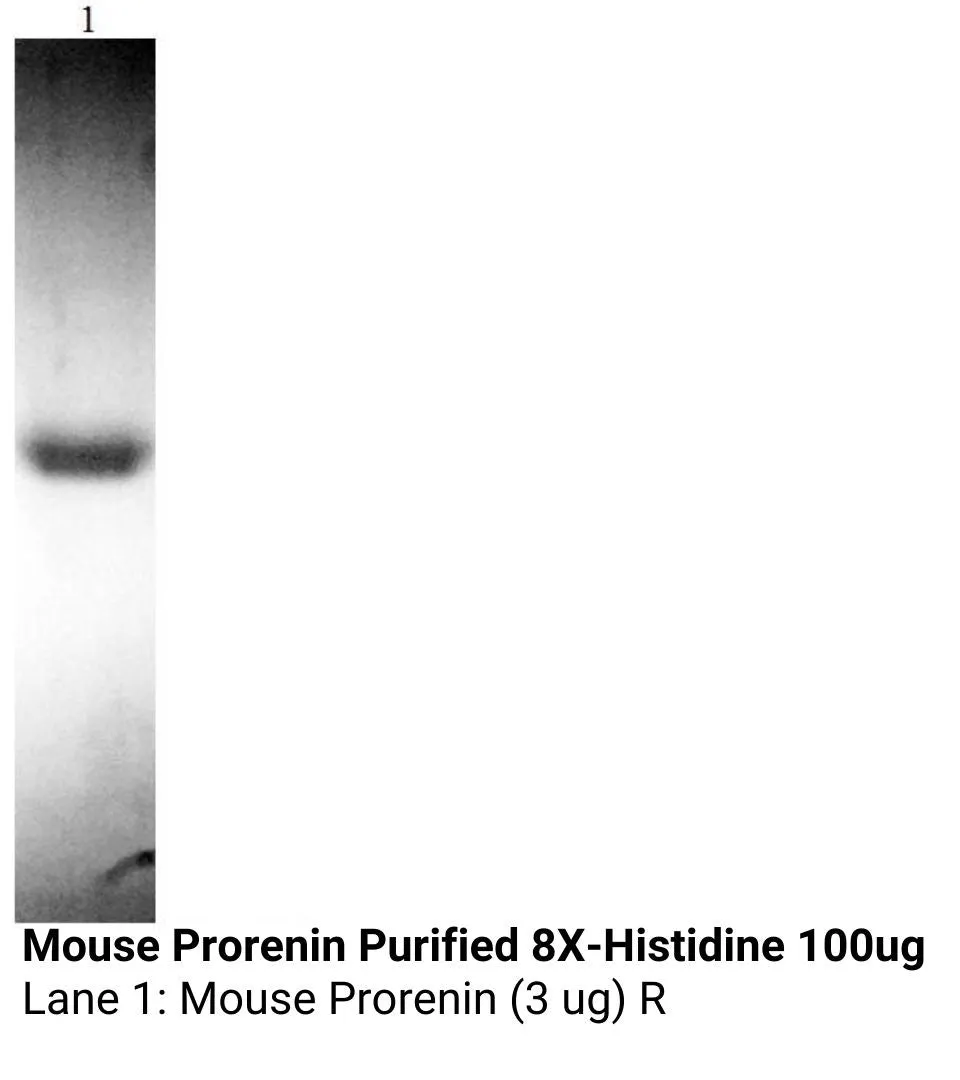 *Mouse Prorenin Purified 8X-Histidine