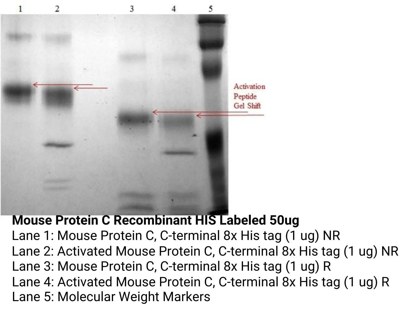 *Mouse Protein C Recombinant HIS Labeled