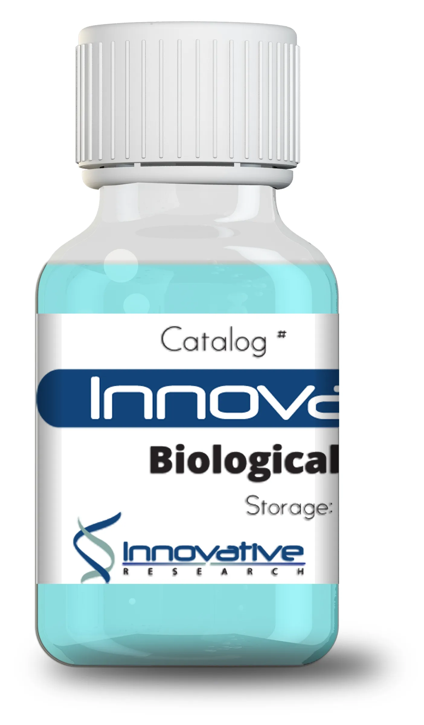 Rabbit Anti Human RAB11A Monoclonal Clone CAI-18