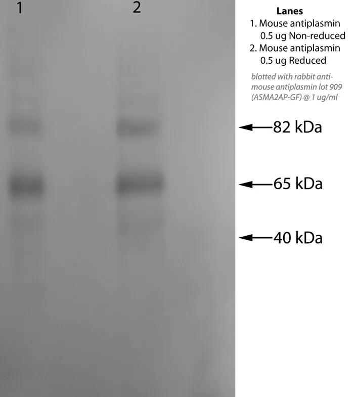 *Rabbit Anti Mouse Antiplasmin Polyclonal Fractionated